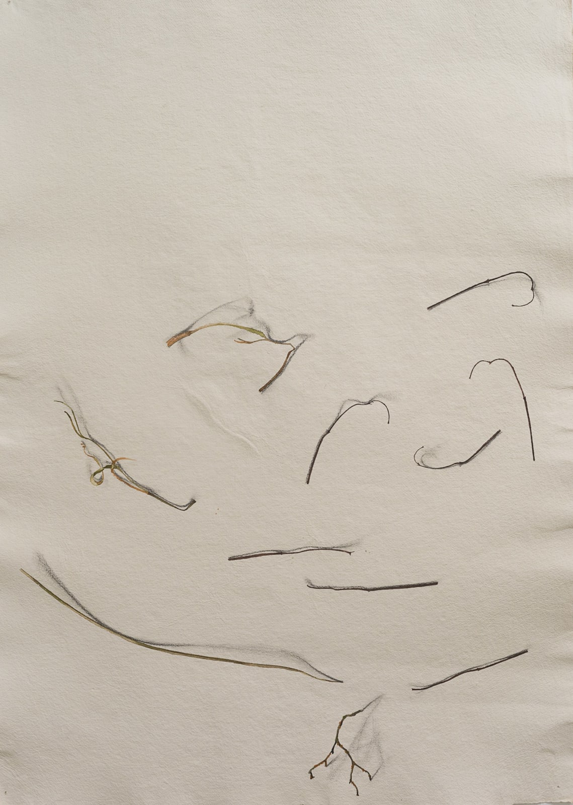 Fereydoun Ave, Twigs, 1999
