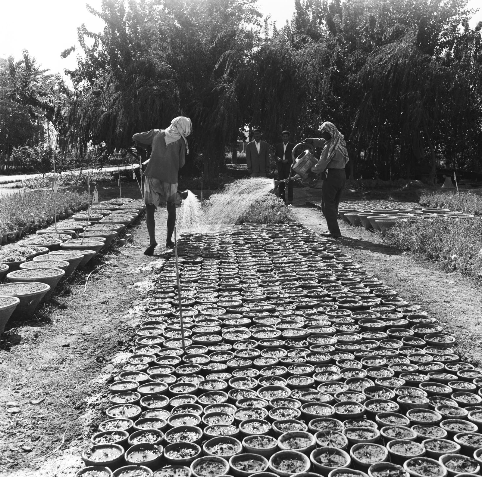 Latif Al Ani, Date palm farmers, Baghdad, 1962, 2019