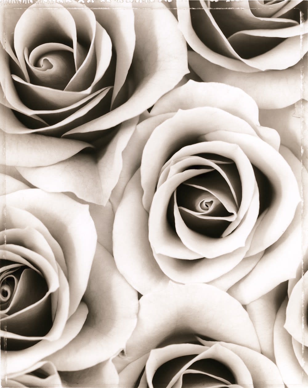 Ron Van Dongen, Rosa ‘Grace de Monaco’ (SL153X), 2002