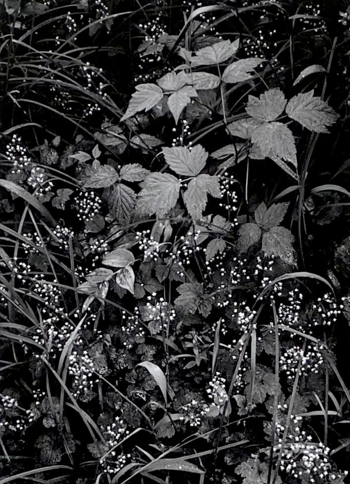 Ansel Adams, Trailside, Near Juneau, Alaska, From Portfolio One: Twelve Photographic prints by Ansel Adams, 1948