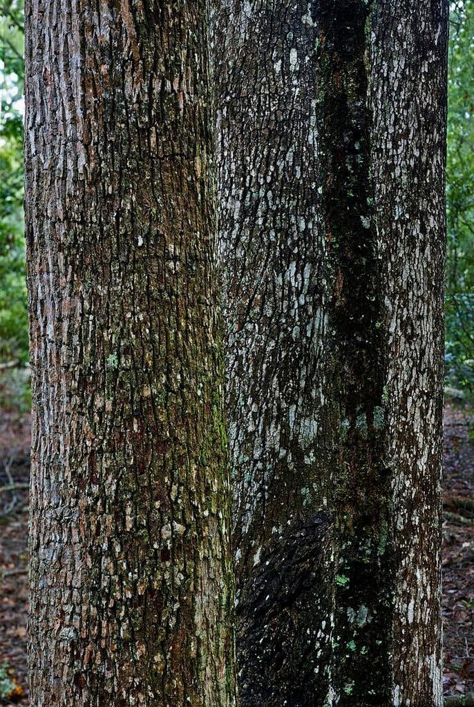 Abelardo Morell, Four Tree Trunks, From Picturing the South, 2013