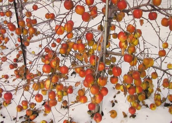 Richard Benson, Apples, 2007