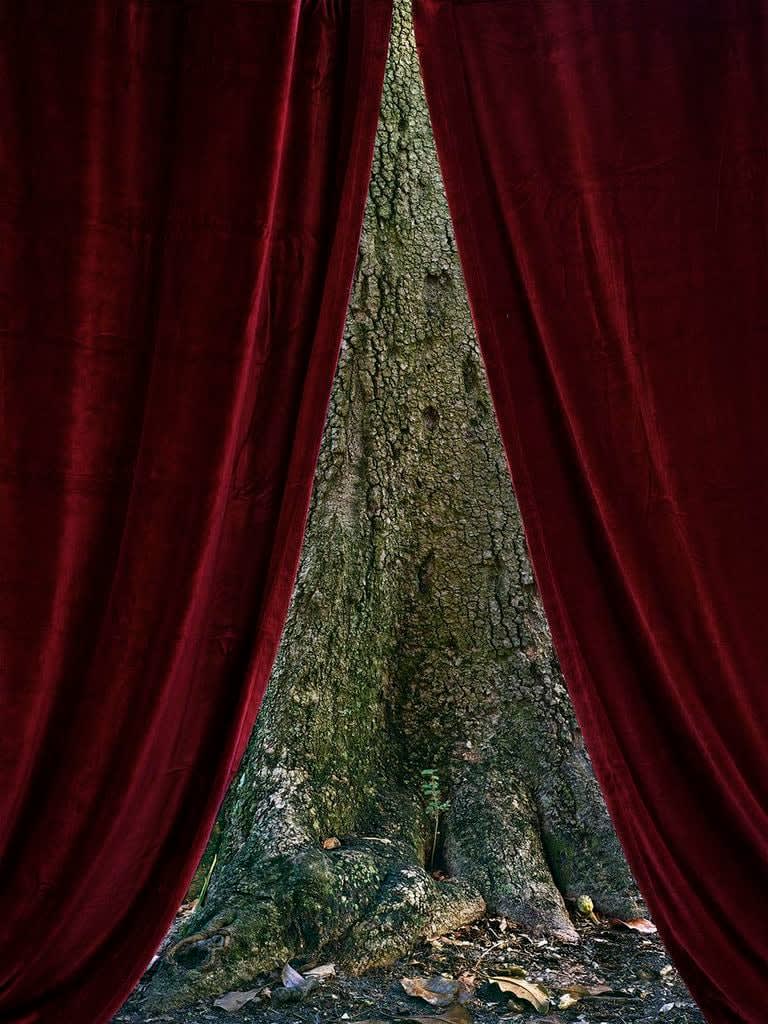 Abelardo Morell, Red Curtain and Tree Trunk, From Picturing the South, 2013
