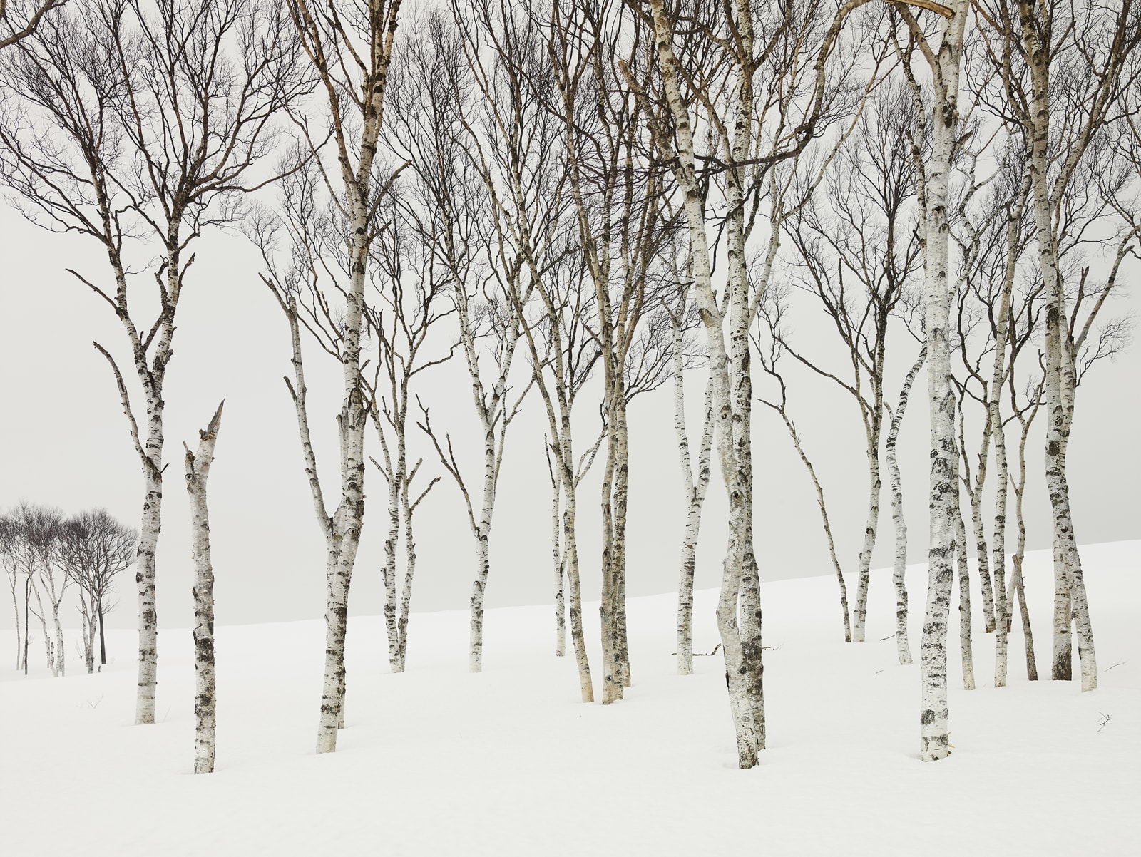 Josef Hoflehner, Field Birches, Japan, 2012
