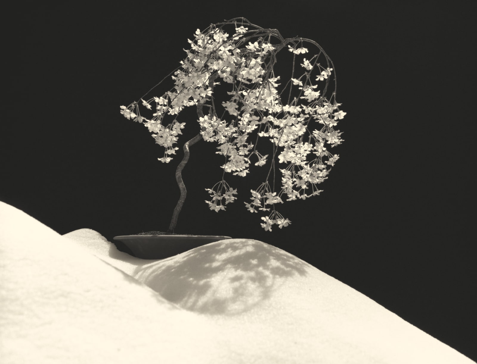 Yamamoto Masao, Bonsai #4028, 2019
