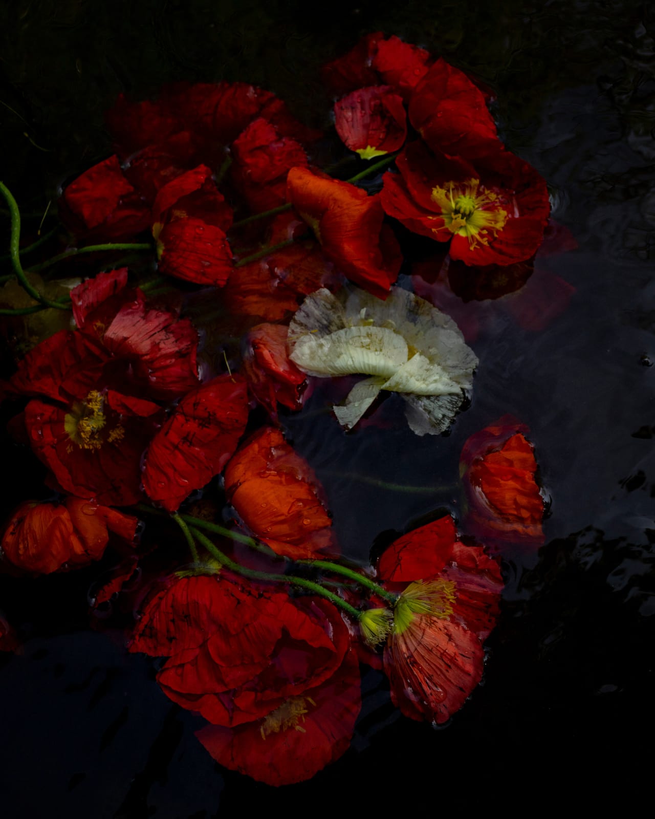 Cig Harvey, Poppies (sinking), Rockport, Maine, 2020