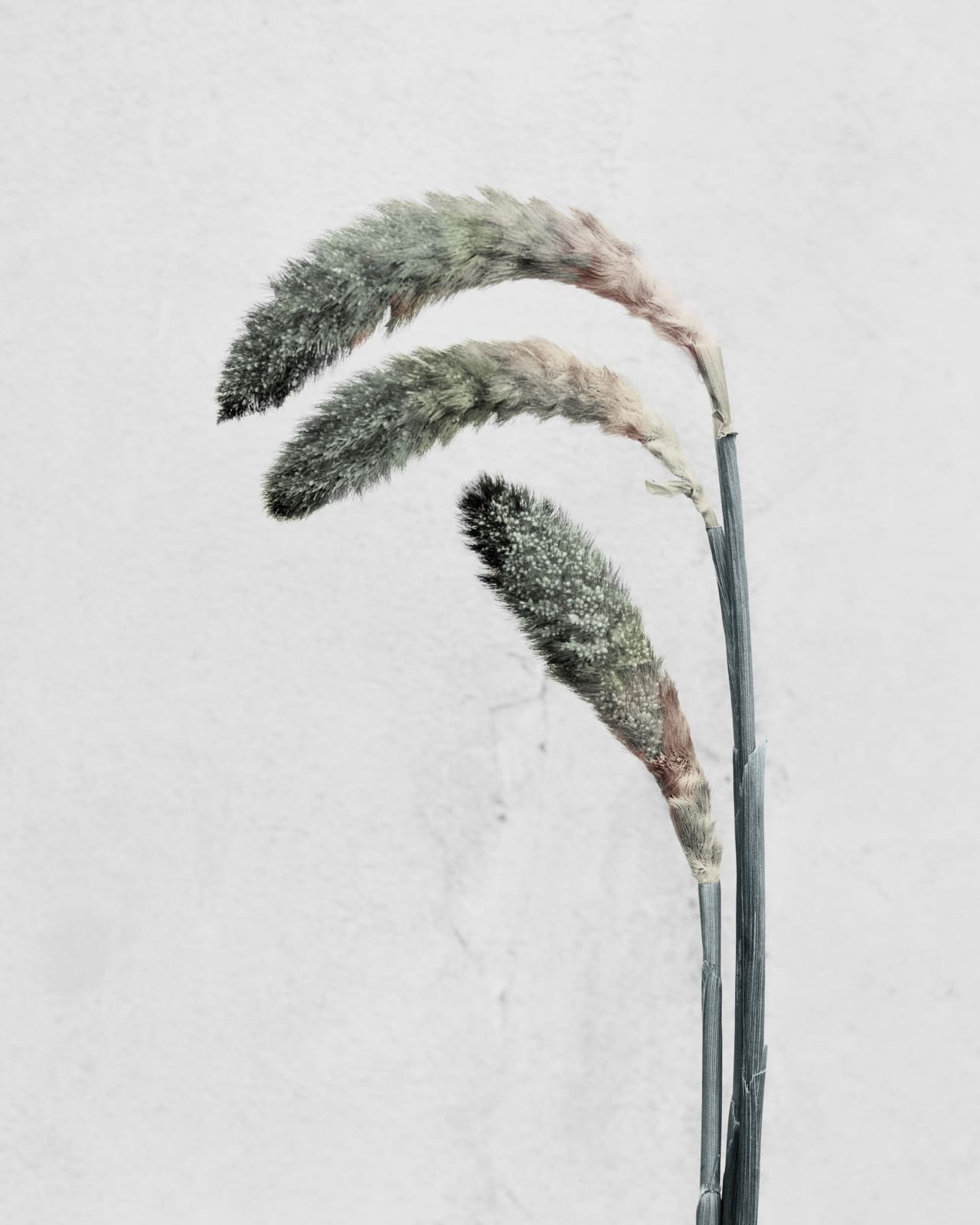 Vee Speers, Pennisetum, 2016
