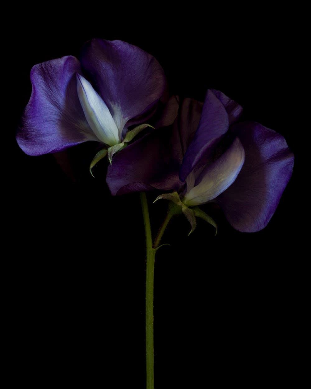 Ron Van Dongen, Lathyrus o. ‘Royal Blue’ (RSL031), 2015