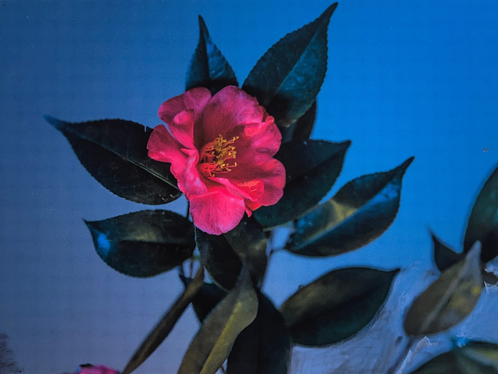 Carolyn Carr, Before Sunrise, 2023