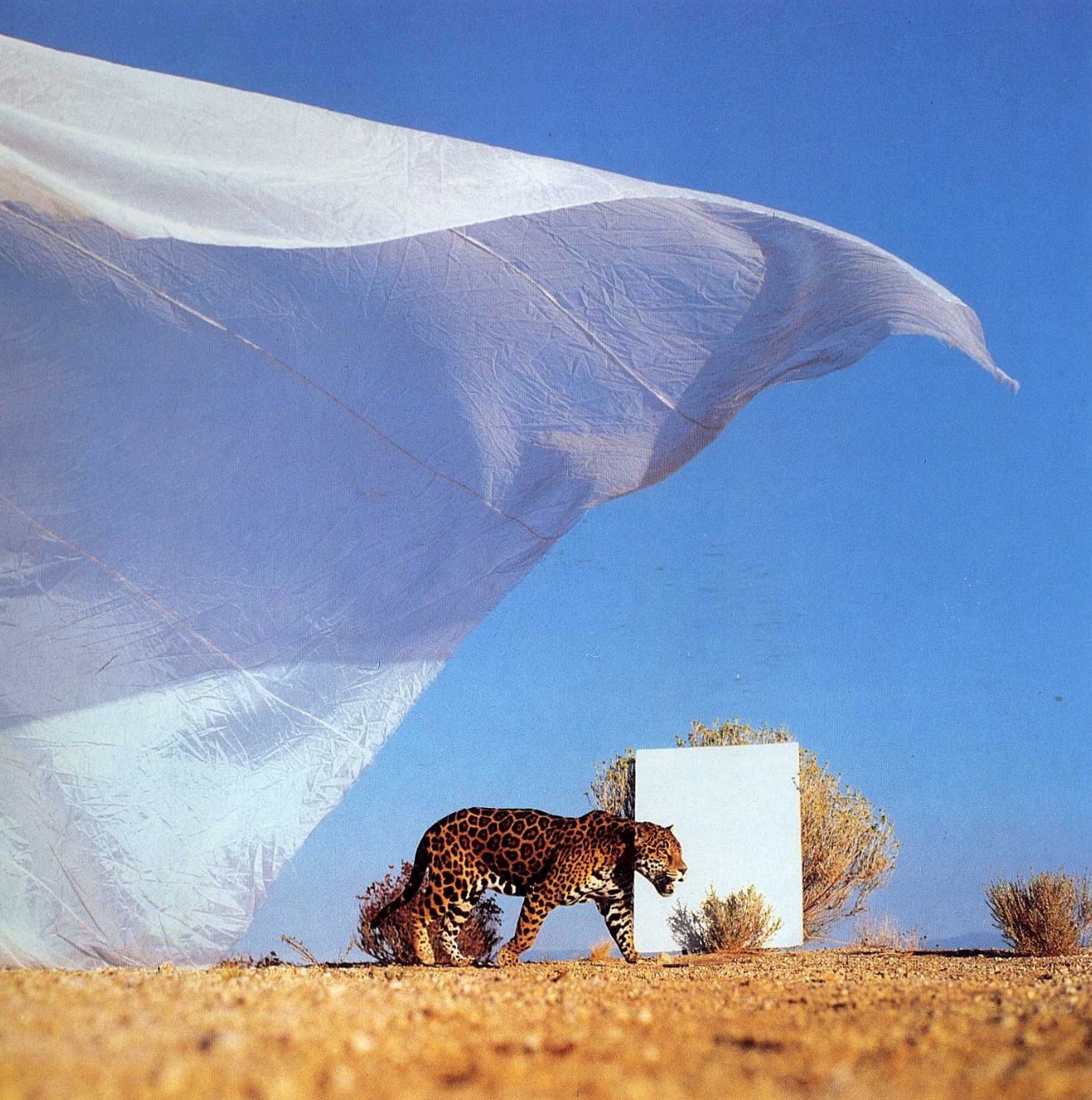 James Balog, Jaguar, 1989