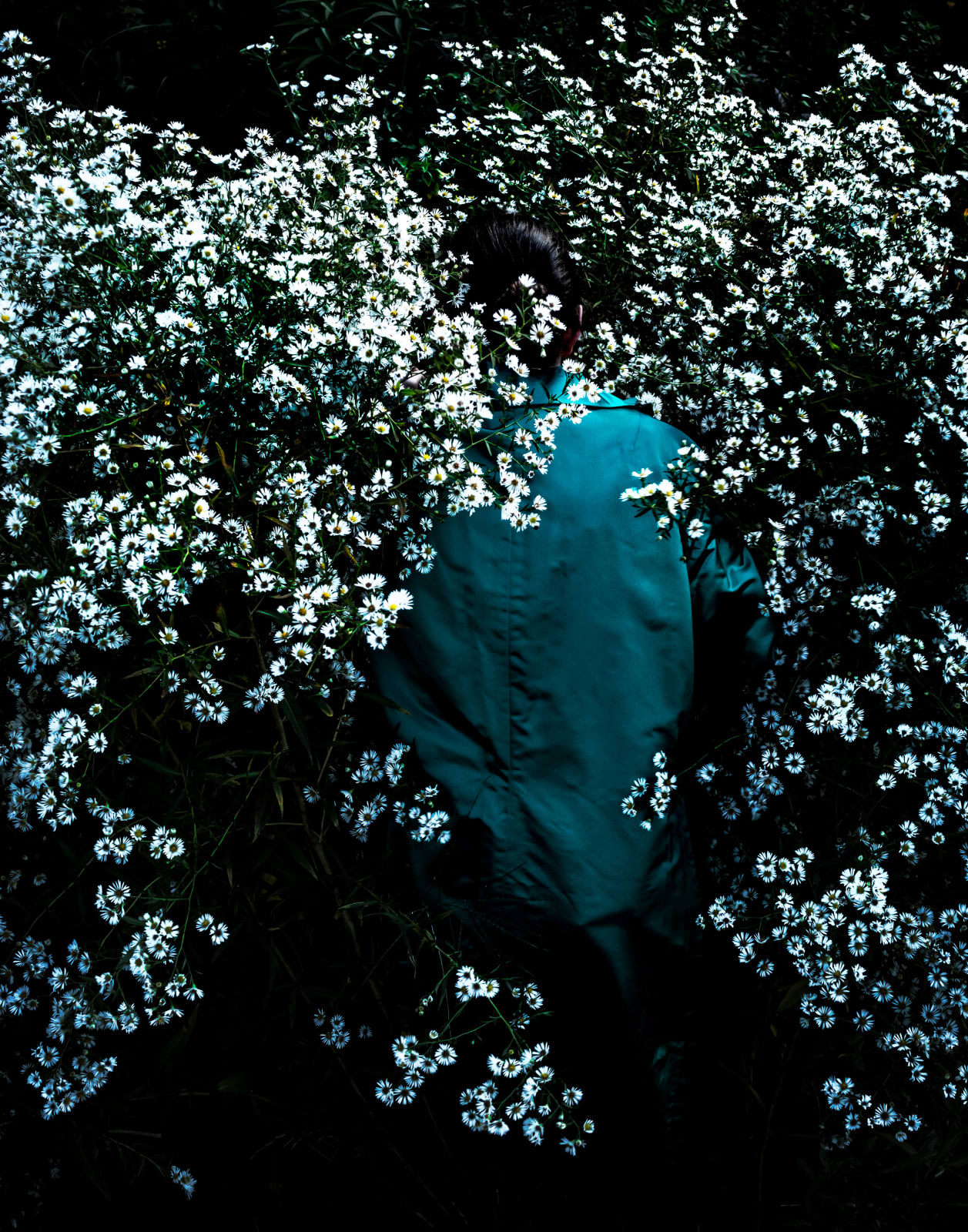 Cig Harvey, Boltonia Asteroides, Union, Maine, 2019