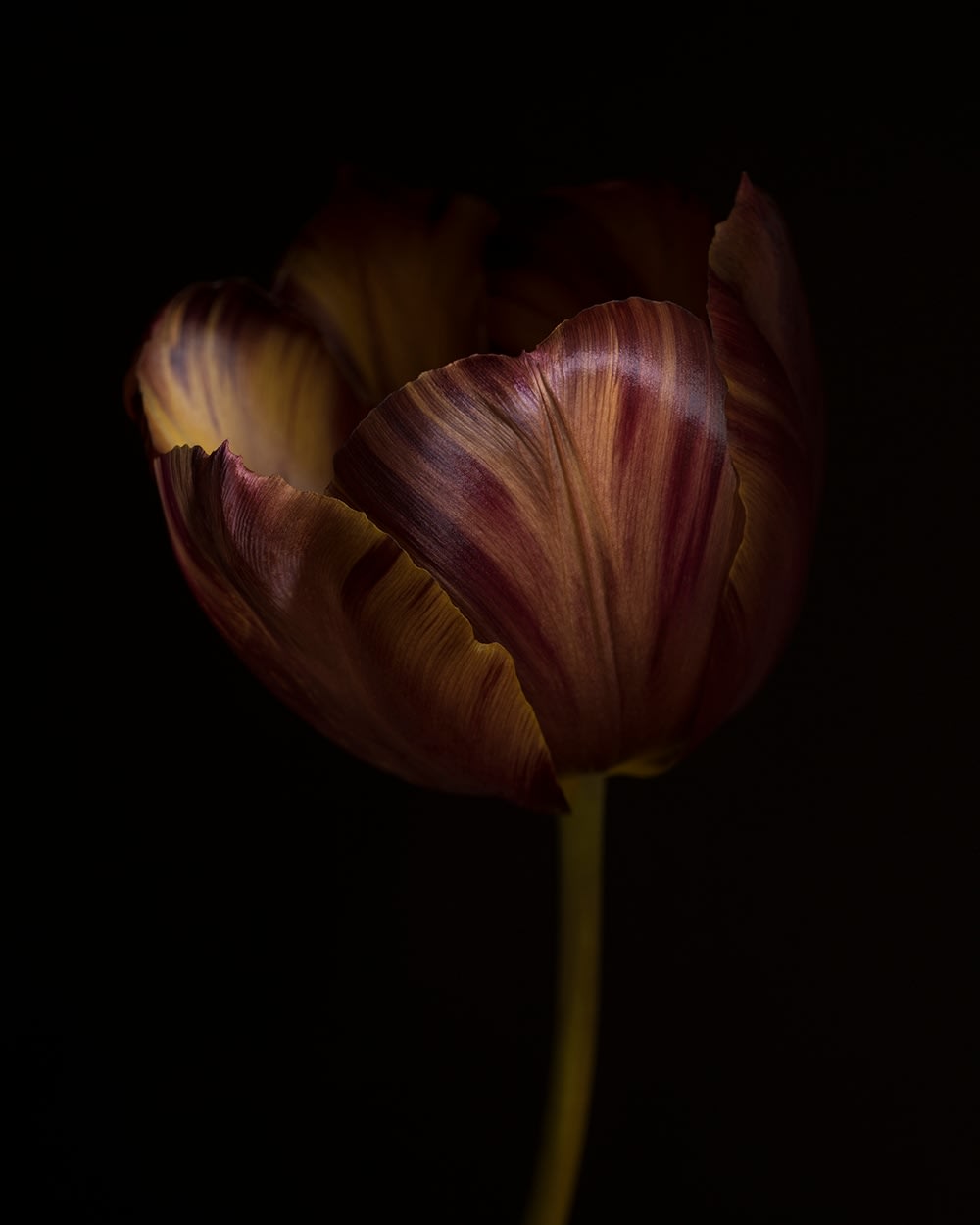 Ron Van Dongen, Tulipa ‘Absalon’ (RSL064), 2016