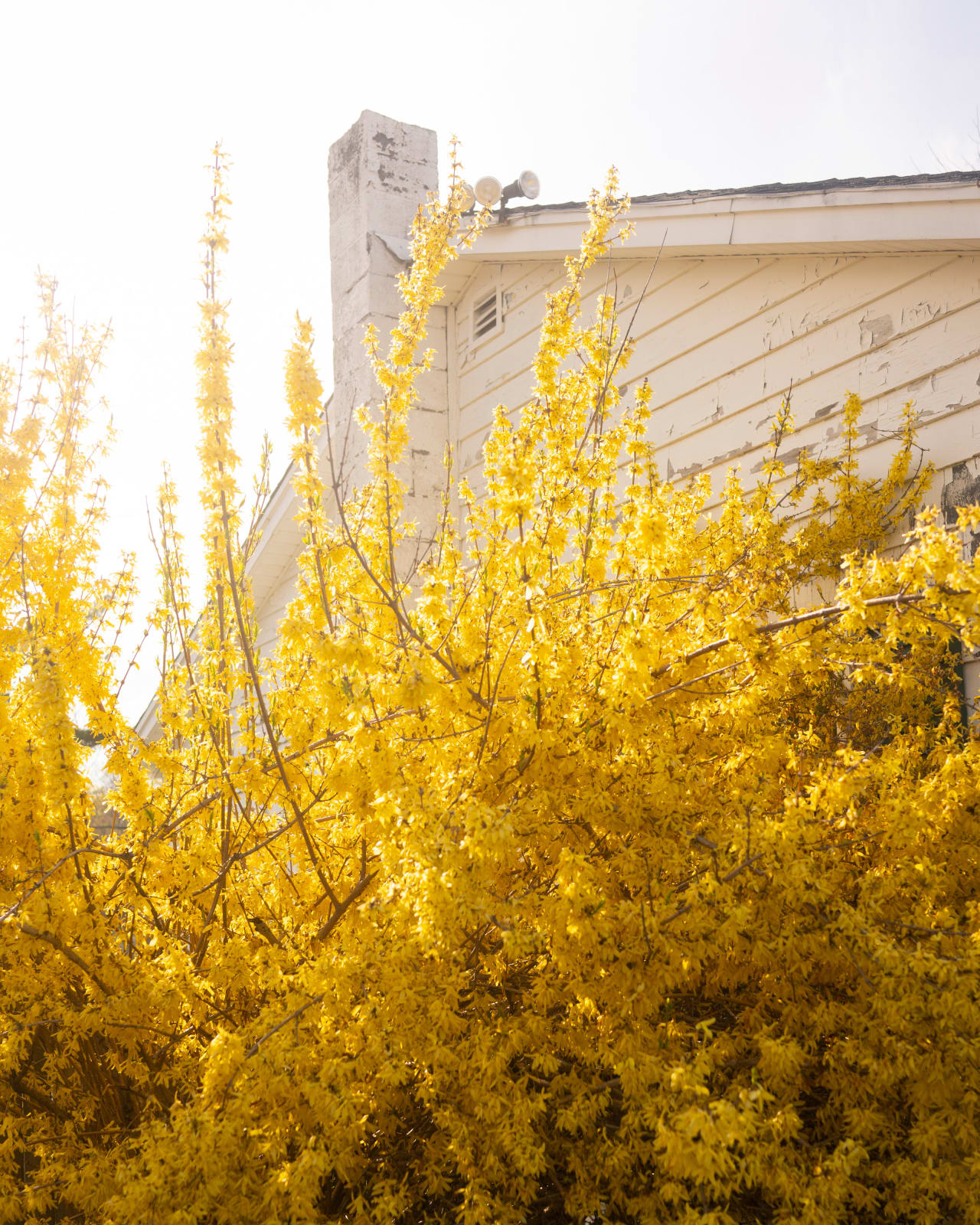 Cig Harvey, Forsythia (Blooming), 2019