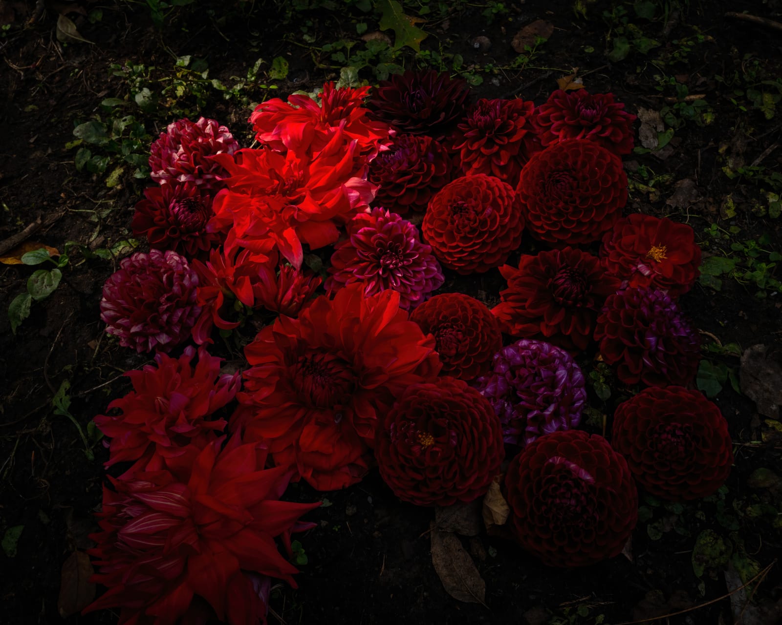 Cig Harvey, Red Dahlias, Camden, Maine, 2021