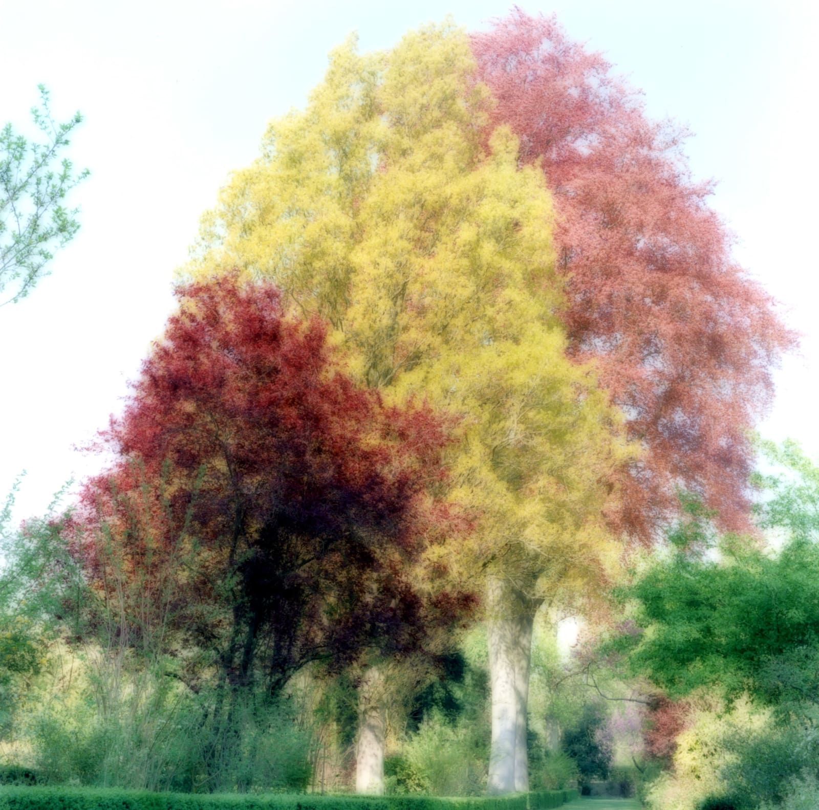 Lynn Geesaman, Versailles, France (4-07-24c-12), 2007