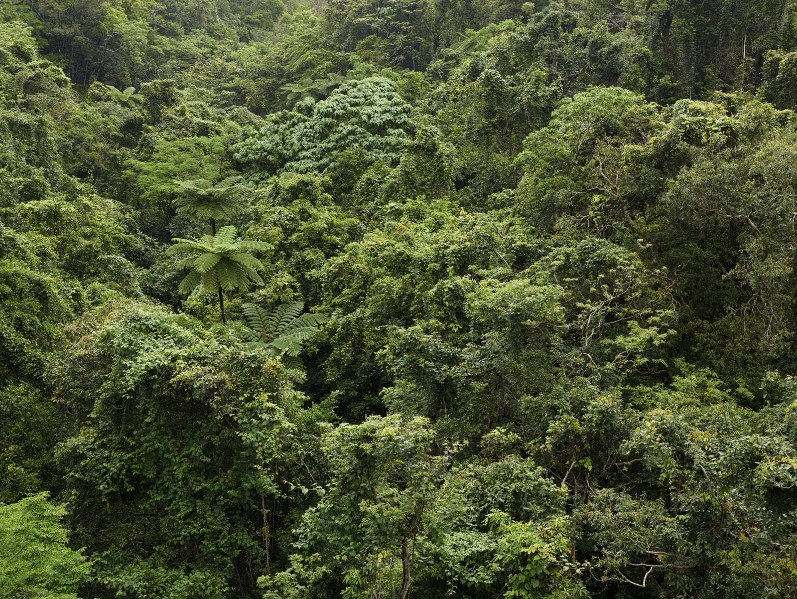 Josef Hoflehner, Rainforest, Japan, 2013