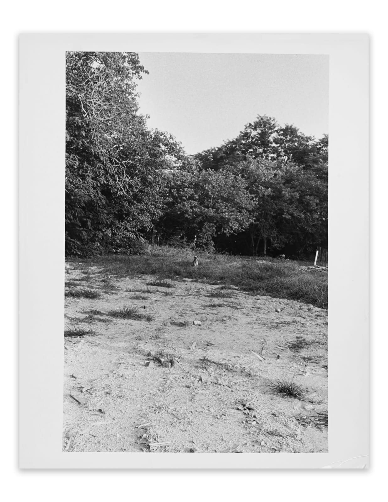 William Eggleston, Untitled (dog in field), 1965