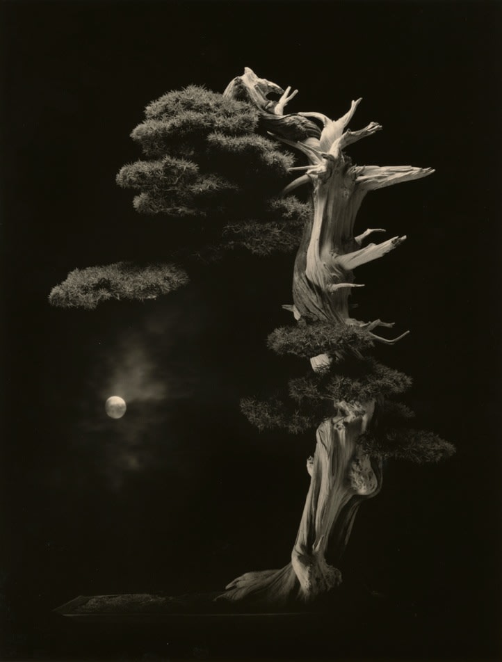 Yamamoto Masao, Bonsai #4001, 2018
