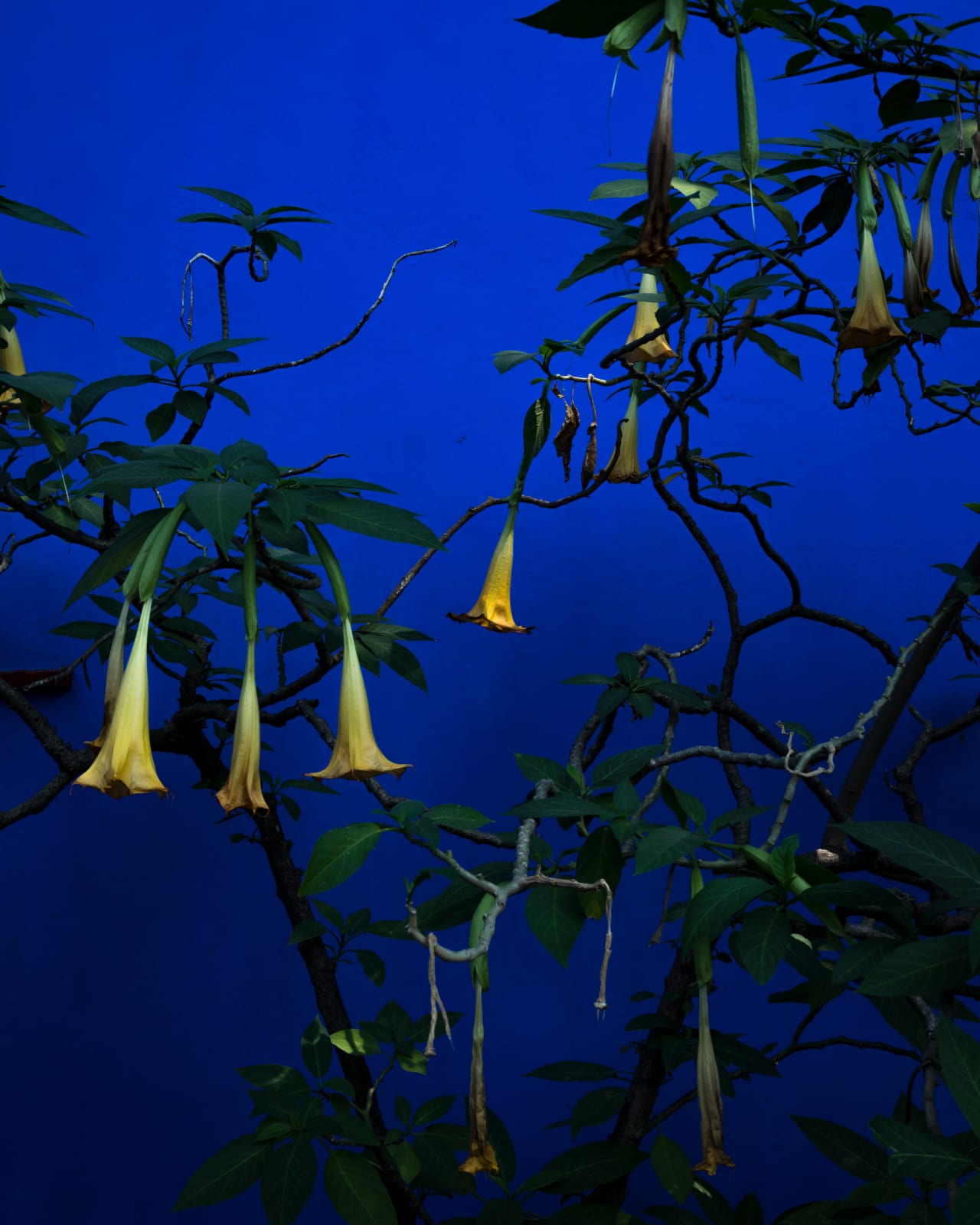 Cig Harvey, Angel Trumpets, Mexico, 2019