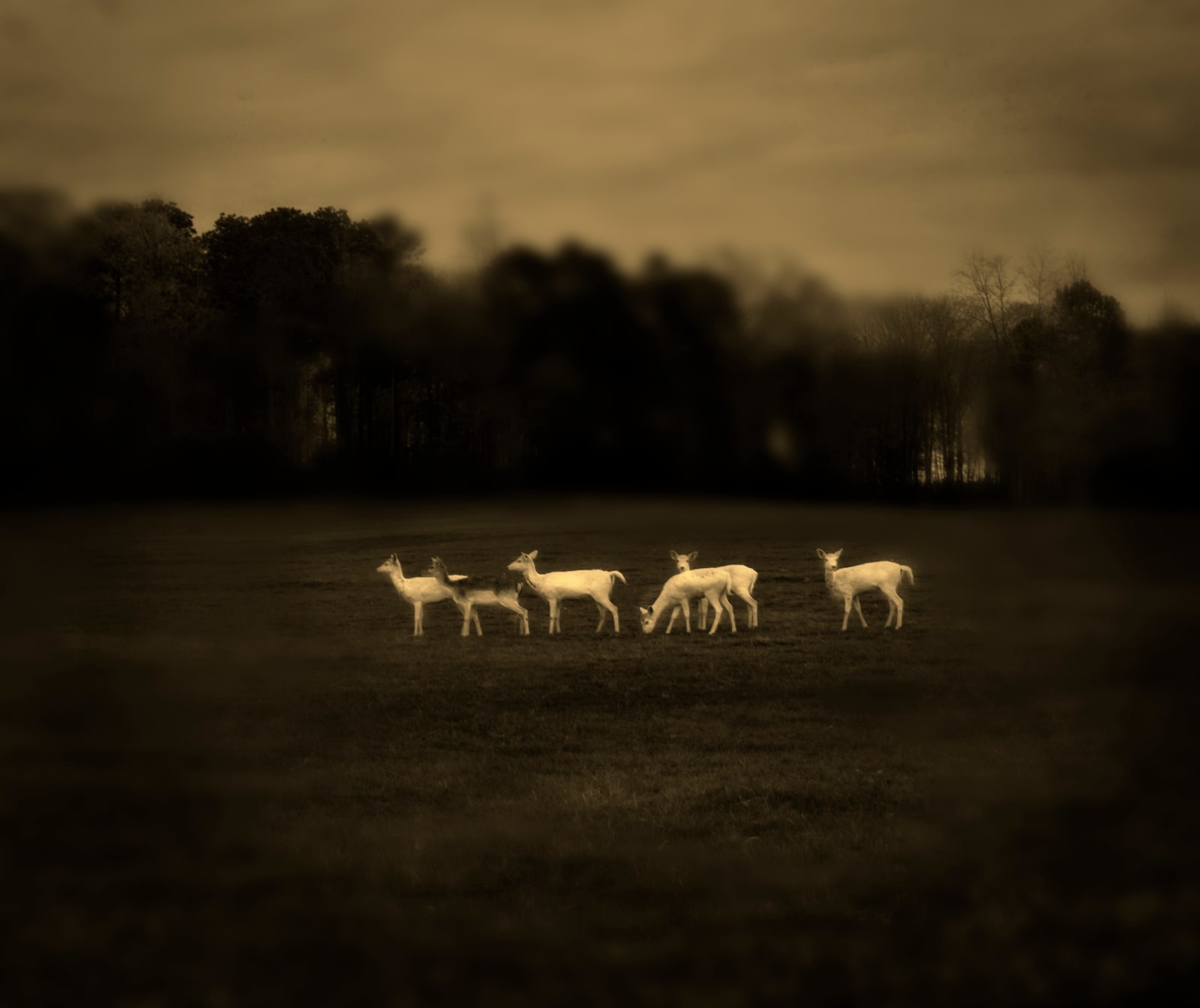 Jack Spencer, White Deer, 2008
