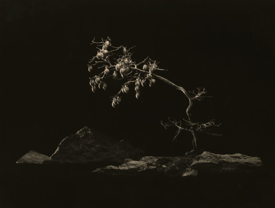 Yamamoto Masao, Bonsai #4006, 2018