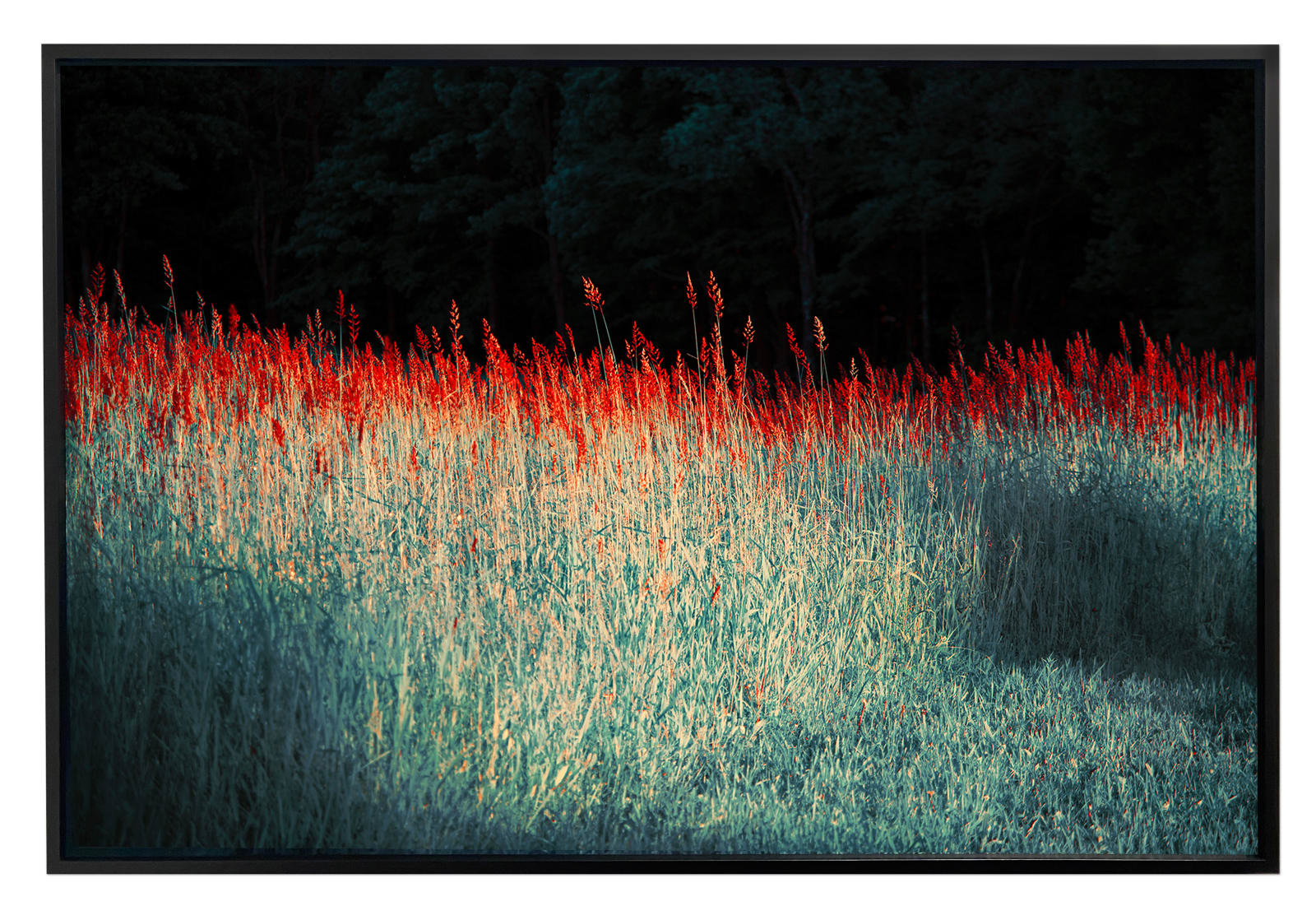 Erik Madigan Heck, Red Grasses, The Garden, 2019