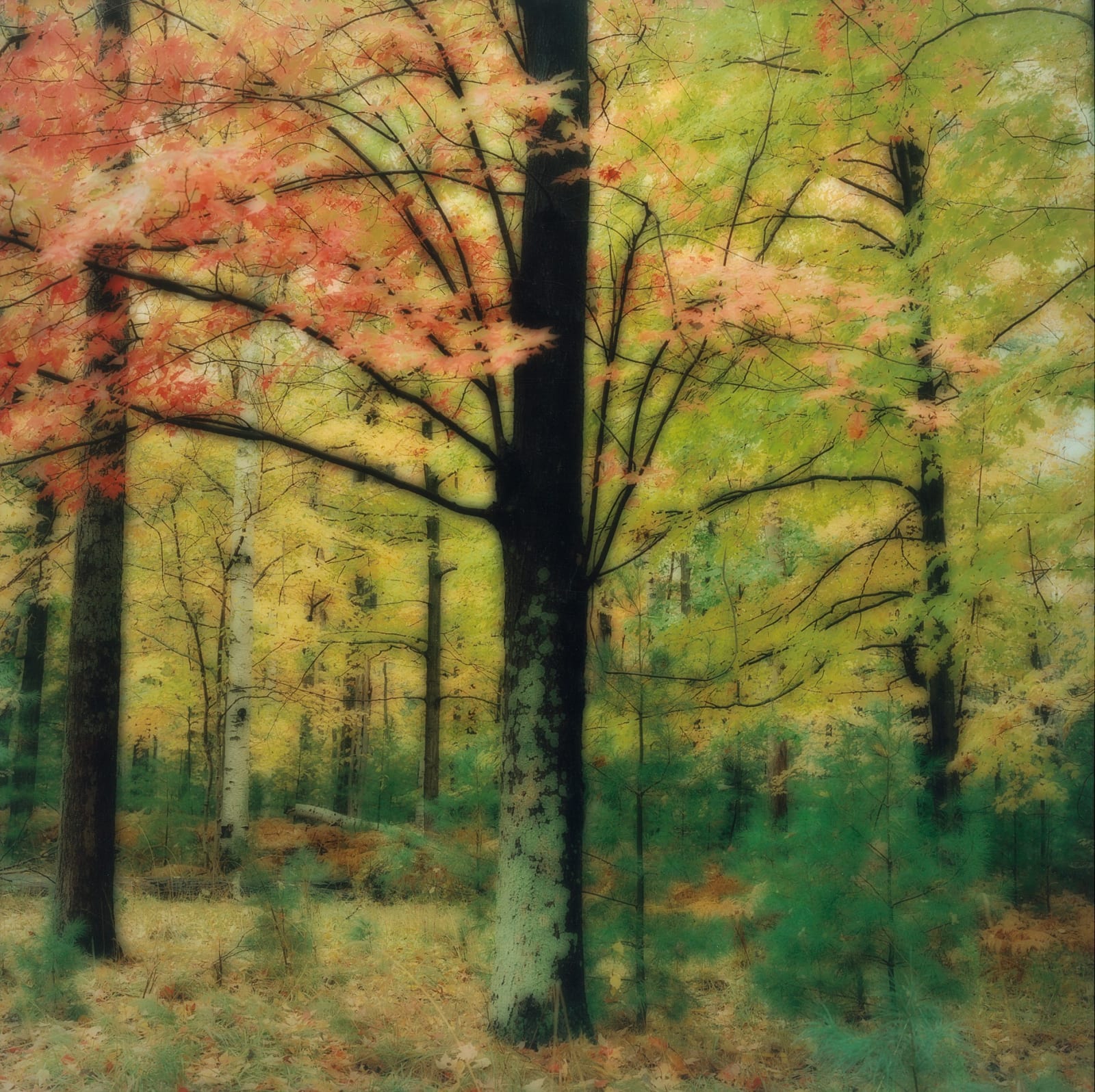 Lynn Geesaman, Leelanau Peninsula, MI, (10-03-36c-12), 2003