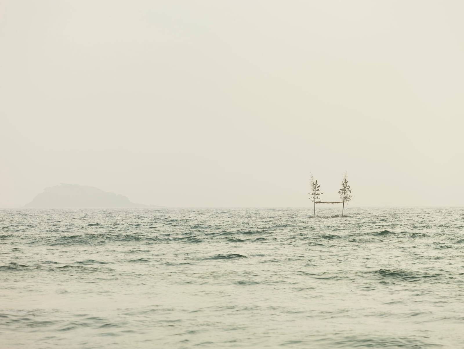Josef Hoflehner, Connected Trees, Japan, 2013