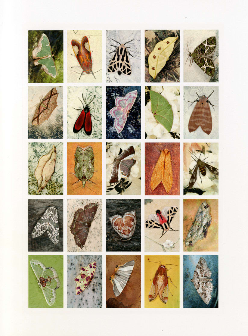 Emmet Gowin, Mariposas Nocturnas, Index No. 41, Mount Totumus, Provincia Santa Clara, Panama, September , 2011