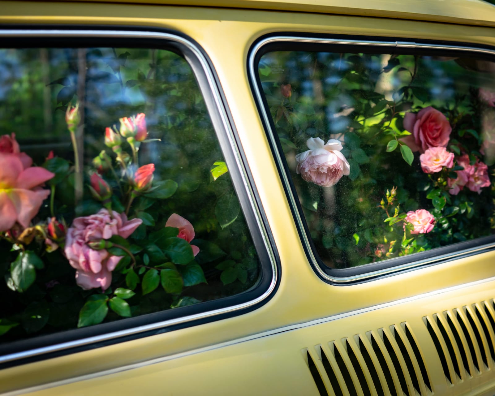 Cig Harvey, Roses, Yellow Car, Lincolnville, Maine, 2020