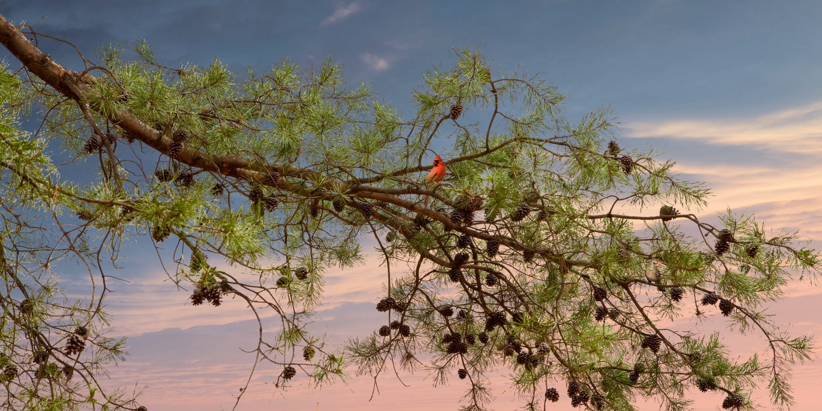 Todd Murphy, Untitled, Sovereign Tree (cardinals branches), 2009
