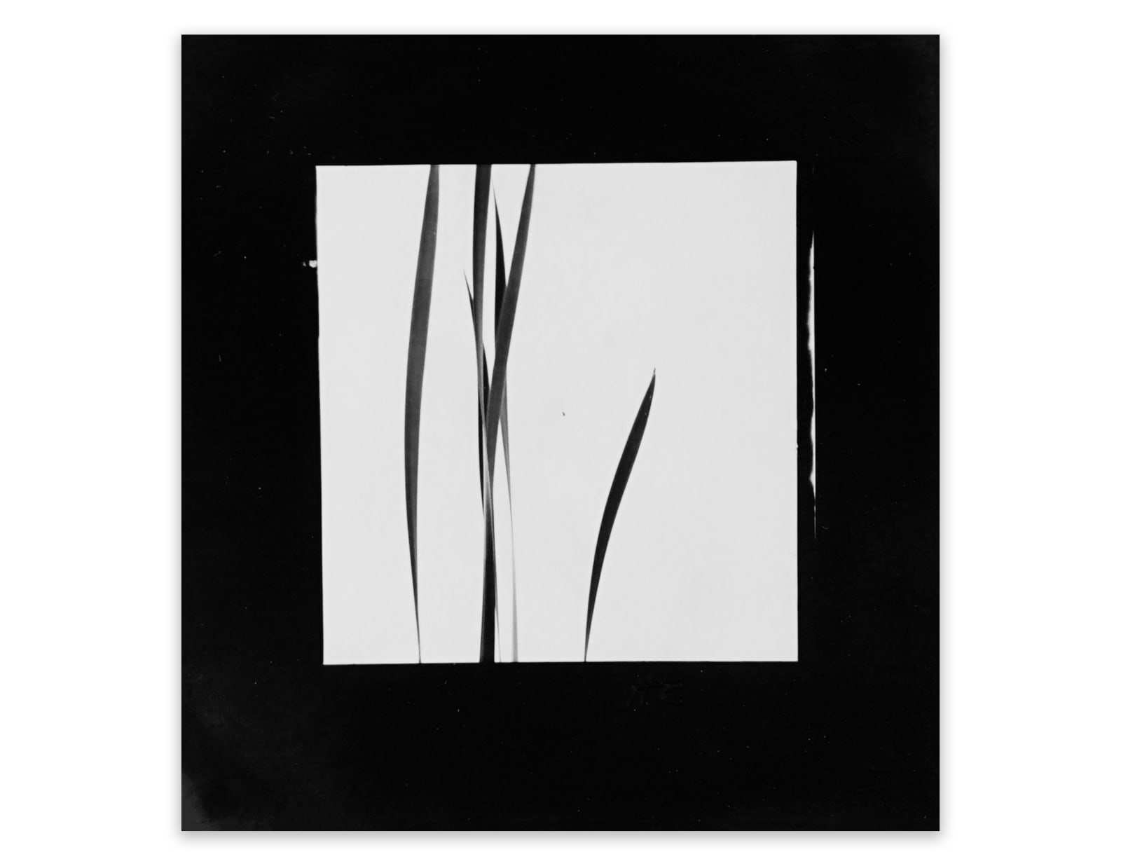 Harry Callahan, Cattails Against Sky, 1948