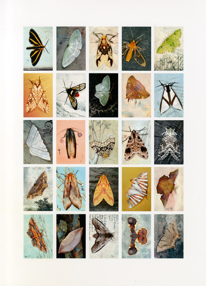 Emmet Gowin, Mariposas Nocturnas, Index No. 33, La Fortune, Provincia de Chiriqui, Panama, September, 2010