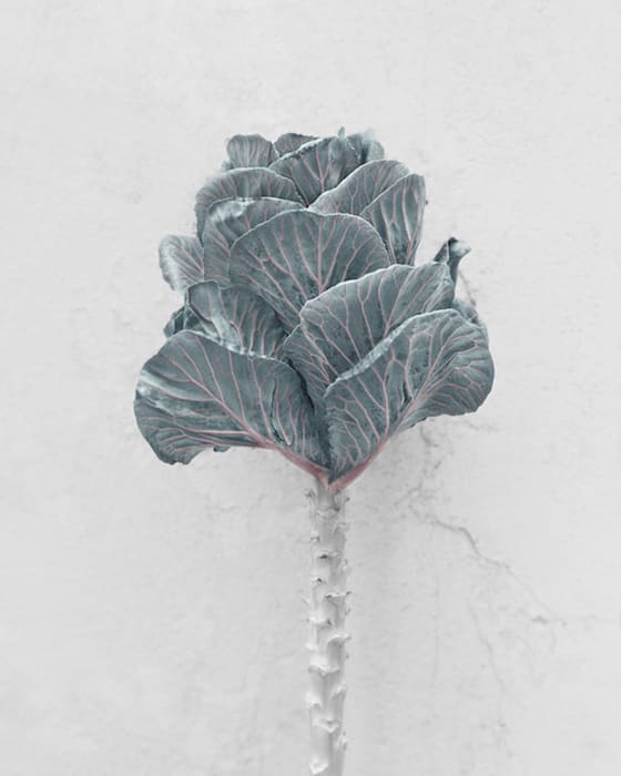 Vee Speers, Brassica Oleracea, 2016