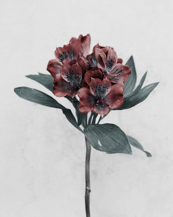 Vee Speers, Alstroemeria, 2016