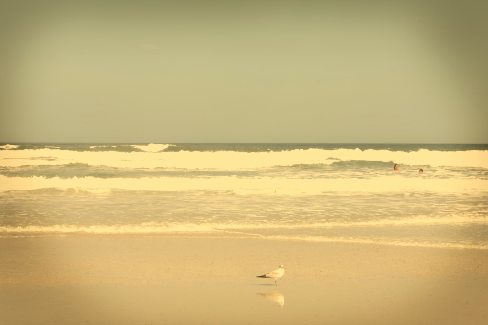 Jack Spencer, Seagulls/Swimmer, St. Augustine, FL