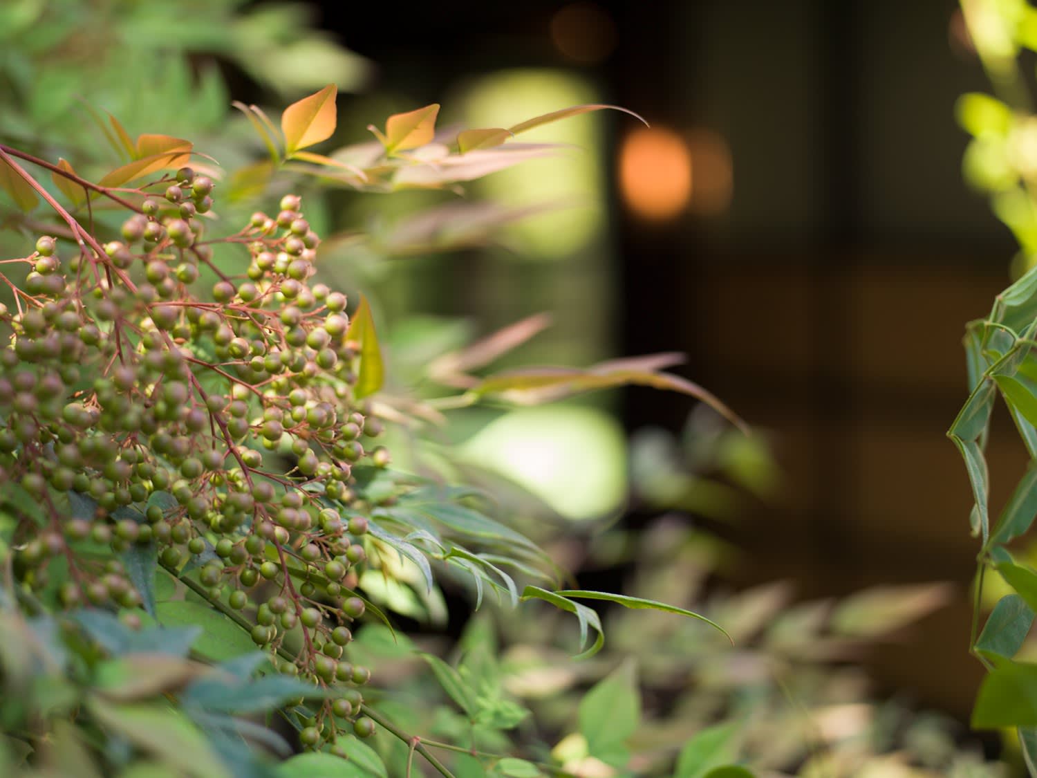 Mona Kuhn, Blossom, 2022