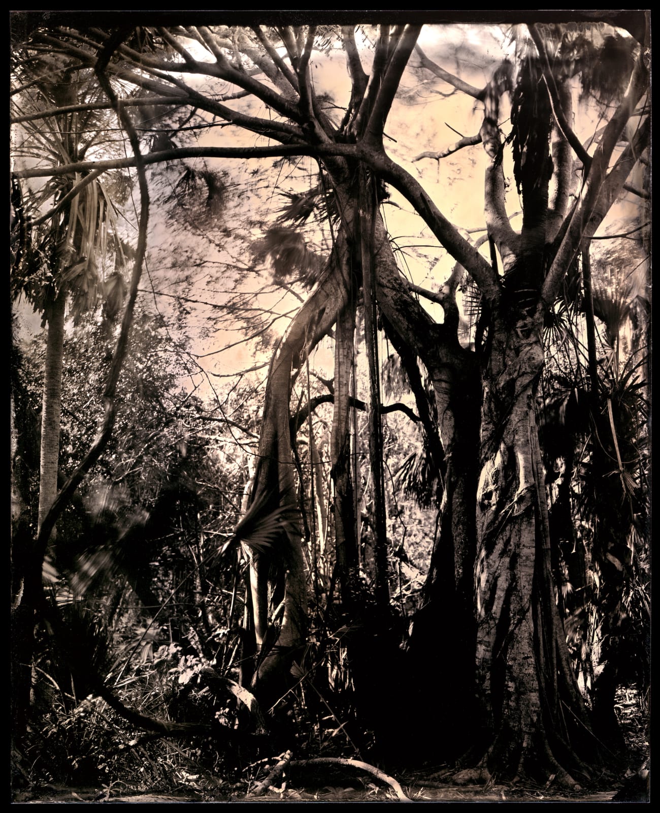 Charlie McCullers & Cecilia Montalvo, Barrier Island, Study 41, 2018