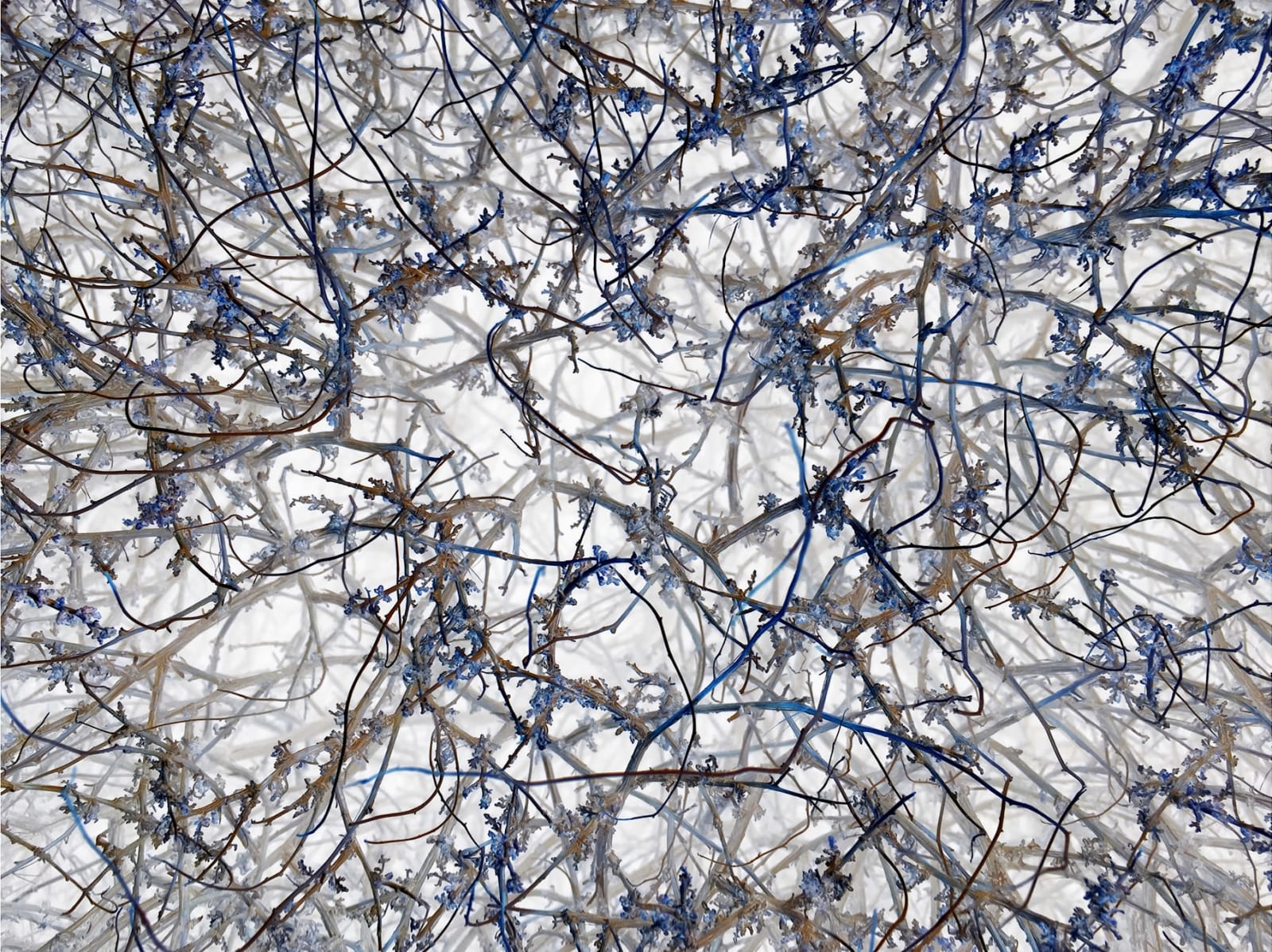Richard Misrach, IPS #7386 (Scrub #58), 2014
