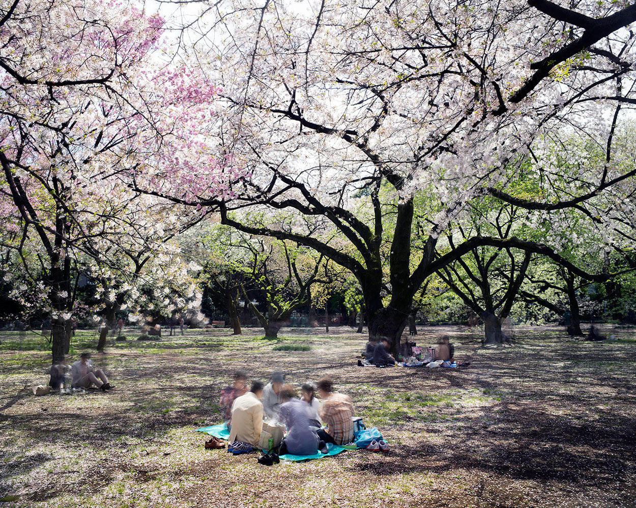 Matthew Pillsbury, Hanami #12, Shinjuku Gyoen, Saturday April 5th, 2014
