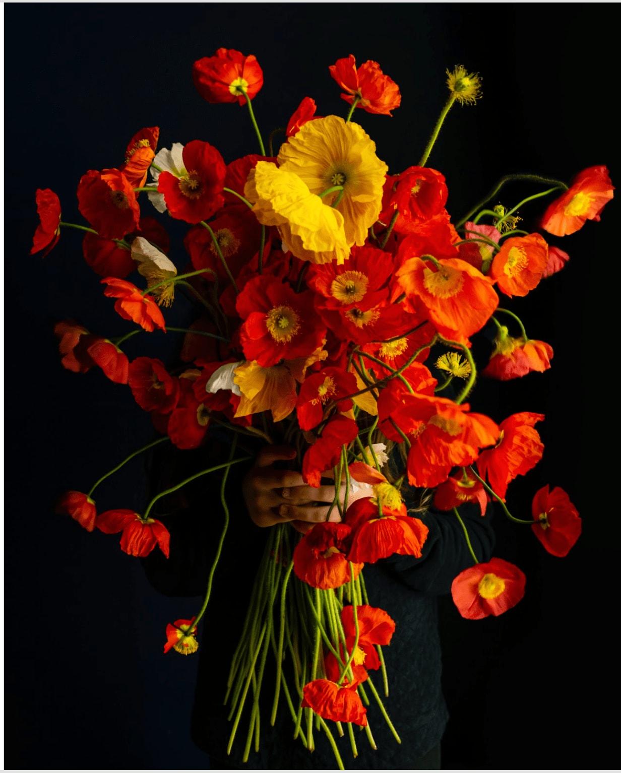 Cig Harvey, Poppies (Exploding), Rockport, Maine, 2020