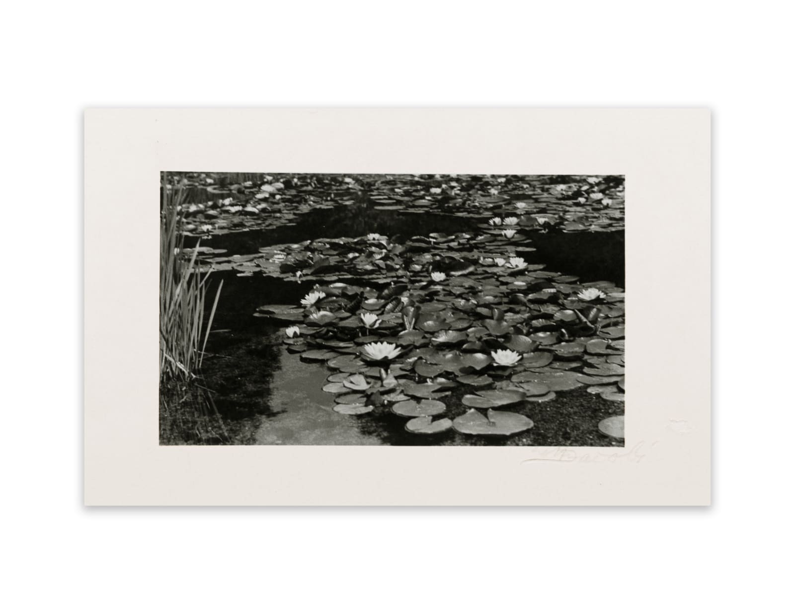 Lotte Jacobi, Unknown Title (water lilies)