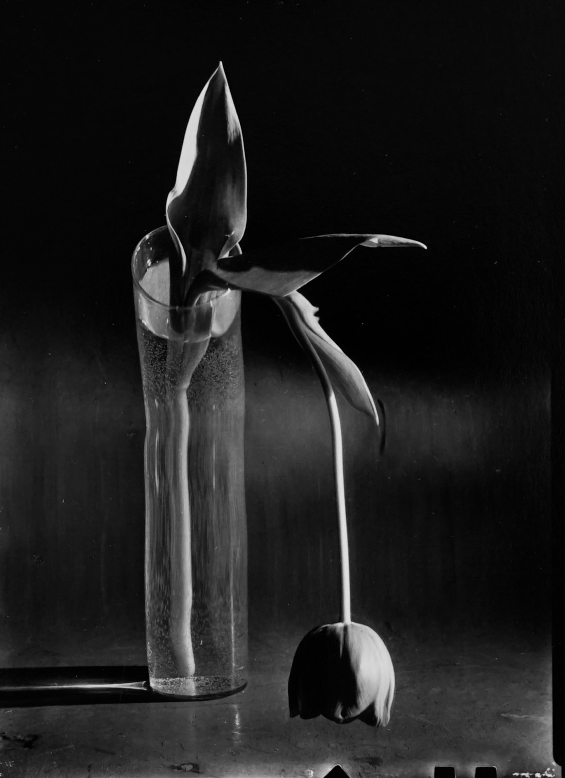 André Kertész, Melancholic Tulip, New York, 1939