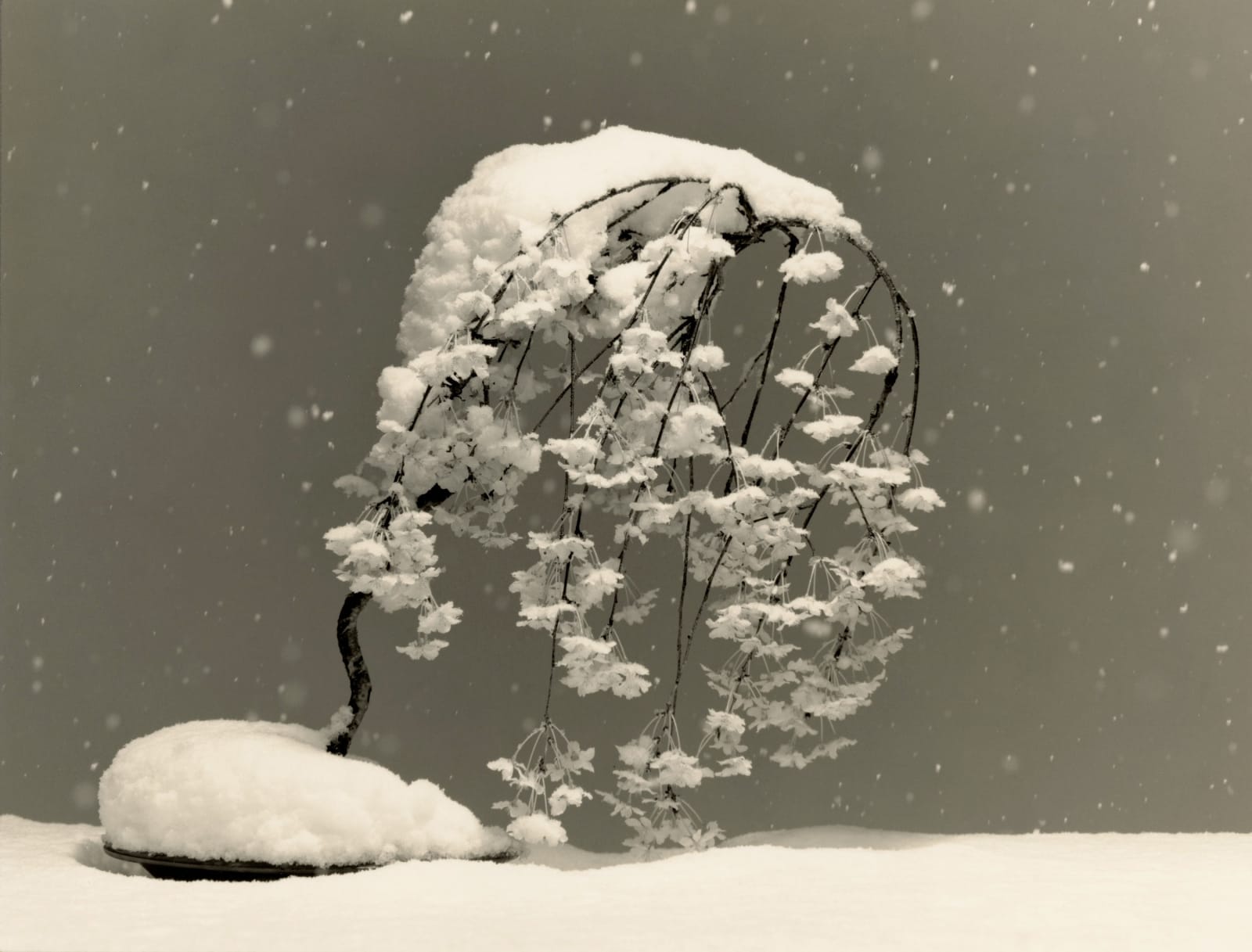 Yamamoto Masao, Bonsai #4026, 2019