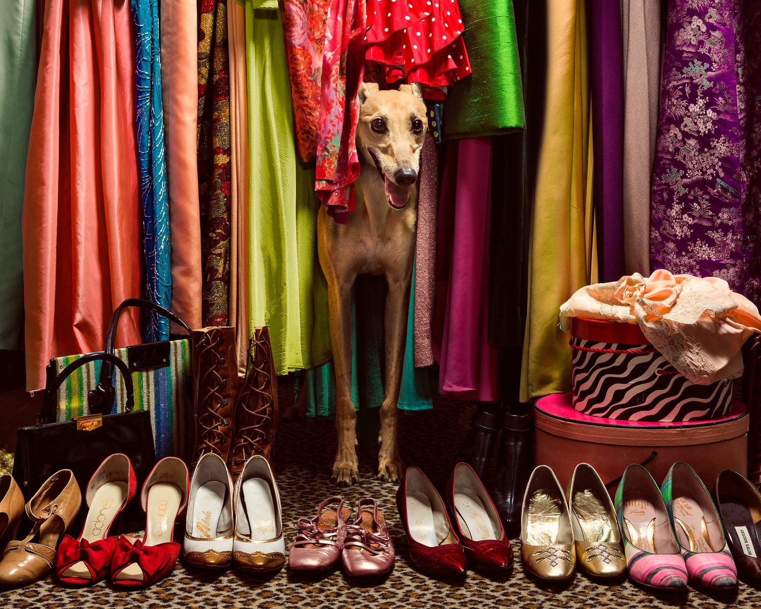 Holly Andres, Greyhounds, May, 2018