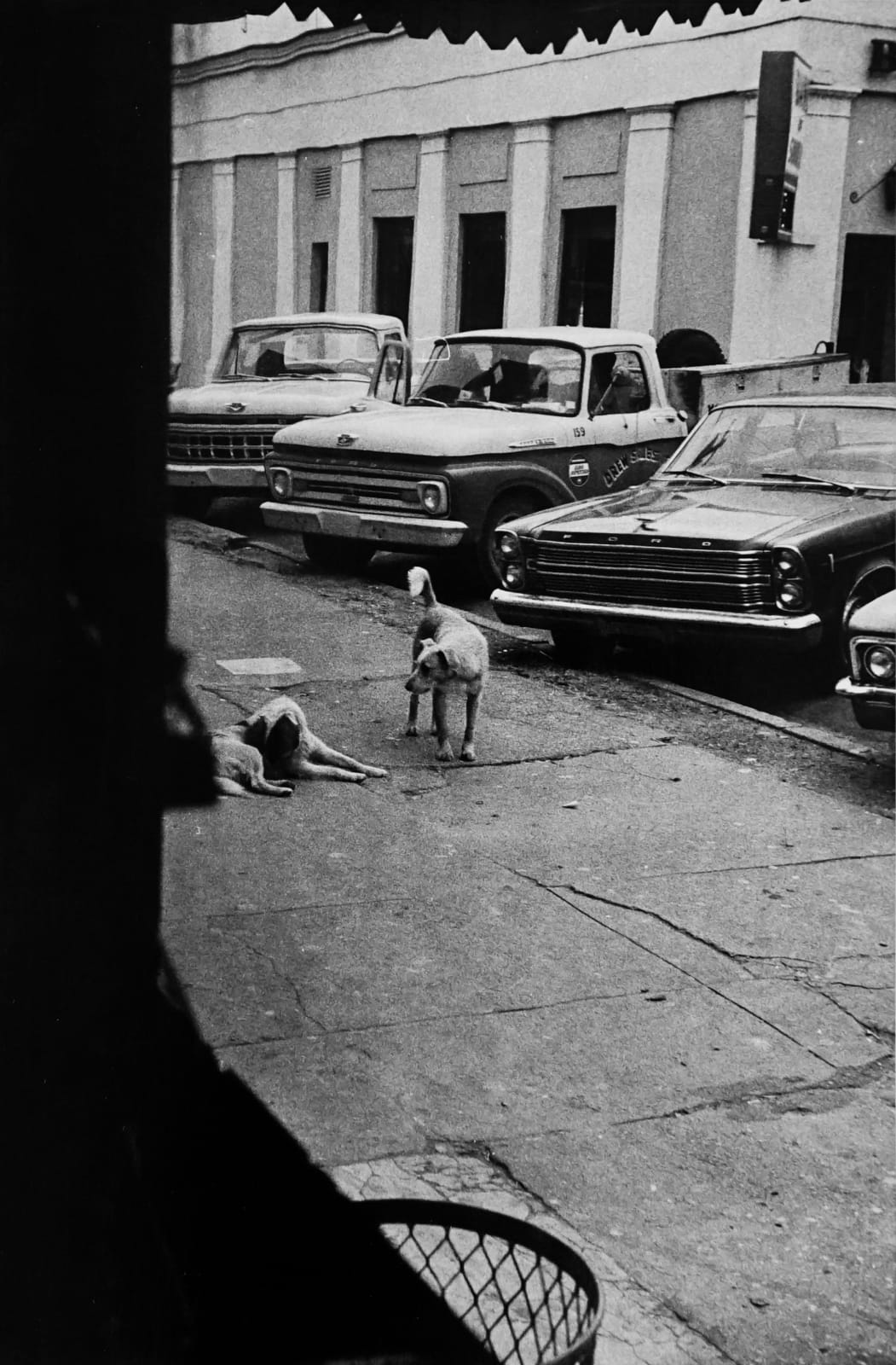 William Eggleston, Untitled (dogs and cars), 1965