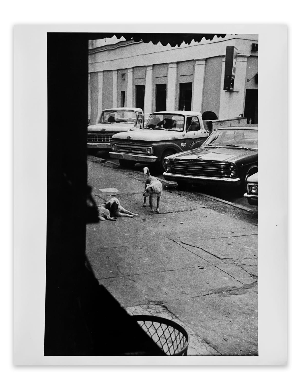 William Eggleston, Untitled (dogs and cars), 1965