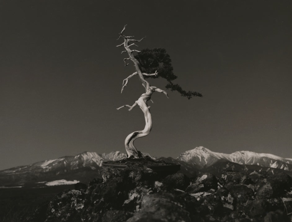 Yamamoto Masao, Bonsai #4008, 2018