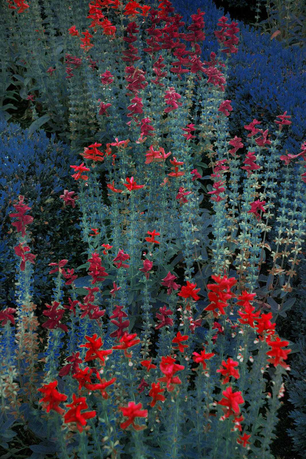 Erik Madigan Heck, Red Snapping Dragons, The Garden, 2019
