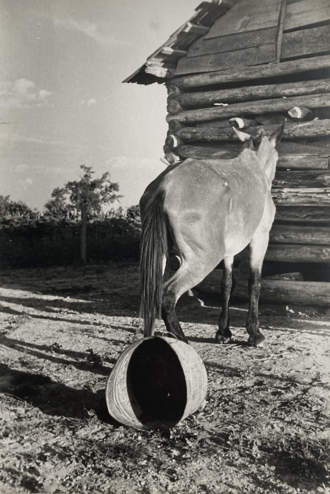 Walker Evans, Untitled (Mule and Overturned Bucket), 1937